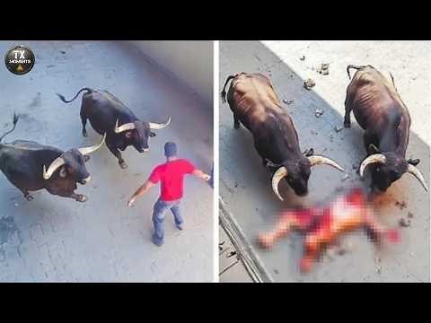 80 MOST TERRIFYING ANIMAL ATTACKS Ever Caught on Camera - Wild Animals Invading People’s Homes