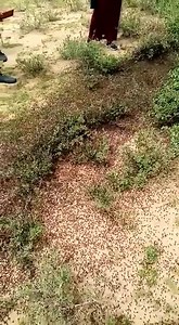 The third generation of locusts in Kenya in 2020. These are 3rd instar hoppers. https://pennstate.maps.arcgis.com/apps/opsdashboard/index.html#/121dd23b5e264e25a685b57f40042899 Mature swarms expected soon to move across the border from Ethiopia and Somalia. | PlantVillage