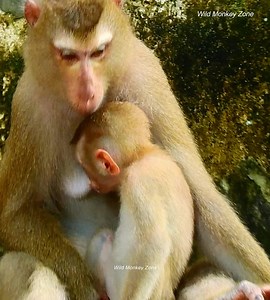 7.2K views · 119 reactions | OOp very sad to drink less milk from mommy when feel upset to lay down eagerly. | Wild Monkey Zone | Facebook