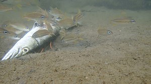 2.7K views · 16 reactions | It's lunchtime! Little French Grunts are chomping down on a baby barracuda, find the crab. 呂錄 . . . . . Come along for a mind-blowing adventure 朗www.arubaoutdooradventures.com/gallery | Aruba Outdoor Adventures | Facebook