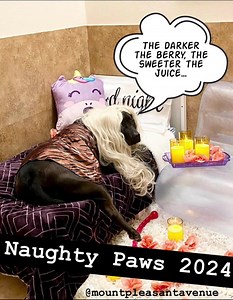 Oreo is in her Beyoncé-era… #naughtypaws #mpa | Mount Pleasant Avenue Premier Canine Villas & Spa