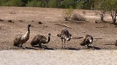 Four Australian emus drink along the shore of a pond.