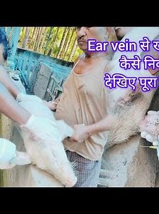 How to collect #blood sample from Ear vein of a #pig