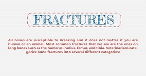 Types of Bone Fractures in Animals