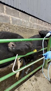 💦💦Simplify Cattle Drenching with the Prima Tech Hook End Drencher! Designed for comfort and control, this tool makes oral drenching safer and more efficient. The hook end ensures easy placement, reducing stress for both you and your livestock. 🐄🐮 ✅Durable design ✅Precise dosing ✅Easy to clean Make every dose count - upgrade your drenching game today! #LivestockCare #CattleFarming #DrenchingMadeEasy #PrimaTech | Agrihealth