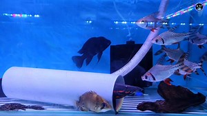 7.8K views · 187 reactions | Full Stock Updated Video || Ashok Aqua Shop Tour Video || 70+ Fish Variety In This Video戀 #ashokaquafish #kolkataaquarium #fishcare #viral #monsterfish #giantfish #aquascape | Ashok-Aqua | Facebook