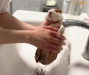 Guinea Pig Bathing Tips for a Happy and Cute Pet
