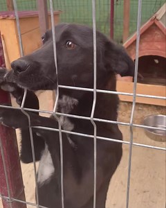 11K views · 47 reactions | Duke and Luzia | Dog Rescue Norway, Oslo | Facebook