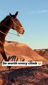 35K views · 3.2K reactions | mules can climb anything and so can we just keep at it #reels #mules #mountains #uphillbattle #motivation | The Farm on Route 66 | Facebook