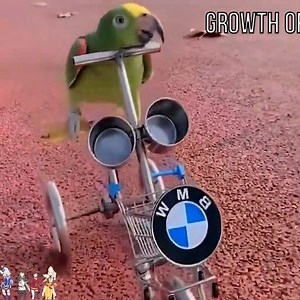 Rescue and growth of a parakeet | Sad Quotes
