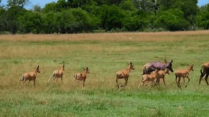 Herd Antelopes Running Wild Stock Footage Video (100% Royalty-free) 3838844077 | Shutterstock
