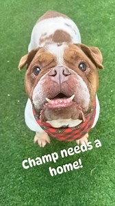 4.7K views · 163 reactions | Update: ADOPTED!❤️❤️This squishy face...