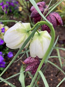 5 Bulbs of Fritillaria Meleagris Alba (snake's Head Fritillary) Includes Postage - Etsy UK