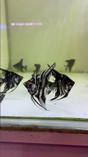 Types of freshwater angelfish 🐠 #aquarium #fishing