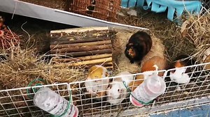 The Guineas want their Veg and they want it now! | Cavy Corner