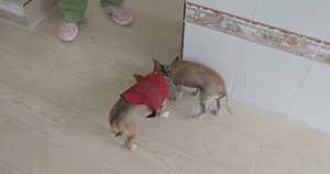 ¿Vale la Pena? Probando Royal Canin Mature 8 con Mi Chihuahua Mayor | Amigo Chihuahua