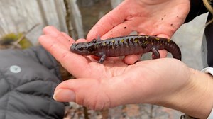 Happy World Wildlife Day, y'all! To celebrate, let's get our boots muddy and our hands slimy with our spatial ecologist and resident herpetology enthusiast Jocelyn Stalker as she combs through leaf litter, lifts logs and wades through vernal pools in search of salamanders! #amphibians #science #biology #salamanders #vernalpools #mountains #appalachia #water #herpetology #conservation #dirtyjobs | Tennessee Aquarium