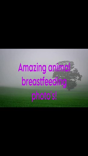 3.7K views · 11 reactions | I just love seeing amazing animals feeding their young! I wish human breastfeeding was this celebrated #motherlove #breastfeeding #normalisebreastfeeding #nature #organic #animals #breastfeeding | Half Assed Hippie Mama | Facebook