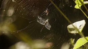 Araignée de jardin descendant mordant la : vidéo de stock (100 % libre de droit) 3995968941 | Shutterstock