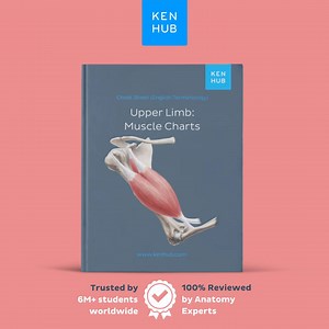 Upper Limb Muscle Charts: Anatomy Study Guide (PDF Download, English Terminology) - Etsy Australia