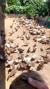 61K views · 2.7K reactions | Another 閭 farming tips, advantage ito sa may palayan happy farming.... | HJ Palangan Duck farm/Balutan | Facebook