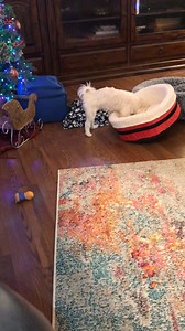 8.3K views · 576 reactions | Santa bed flipper for hire. | Dountin | Facebook