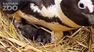 We're delighted to announce the hatching of two black-footed penguin chicks: Pudding (hatched December 20th) and Humbug (hatched December 25th, 2024). With a devastating 97% population decline and only 10,000 breeding pairs left in the wild, the black-footed penguin is now critically endangered. These hatchings highlight the importance of conservation work and the dedication of our animal care team. 💙 Visitors can see the colony through the habitat windows or via our live camera feed this Febru