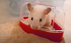 Why Does My Hamster Pee Where He Sleeps? {How To Potty Train A Hamster} - Pocket Pet Central