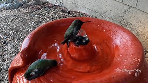 40K views · 3K reactions | Note: Due to all the questions it is important to know this fountain is filled with water only. If you are interested in purchasing it, you can search for "red fountain" and you may find it with a few retailers. However don't expect these results, I live in a hot dry area so the birds here love water. | HV Hummingbird Alley | Facebook