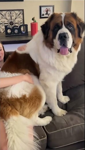 Saint Bernard's Hilarious Humping Moment You Won’t Believe! 😲 #shorts #dogshorts #funnydogvideo