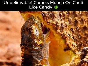  Unbelievable! Camels Munch on Cacti Like Candy  Did you know...