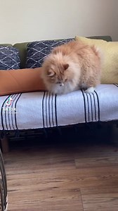 84K views · 2.9K reactions | Cara cara turun dari sofa dgn betul | Dunia Kucing | Facebook