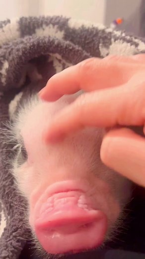 5.3K views · 136 reactions | Cute snout ❤️ . Video by  @nagaki_pippi . . . . . #cutepig #pet #piglet #animallover #petpig #pig #animals #piggy | Pigvibes | Facebook