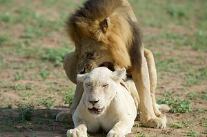 Video: rare footage of white lions mating - Africa Geographic