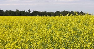 RealAg Radio, July 13: Sclerotinia timing, soybean secrets, and hot wheat