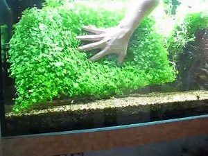 Hydrocotyle tripartita