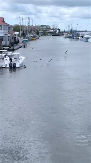 Enjoy lunch at our creekside tables today, dolphin sightings included! 🐬 #dolphinday | Tavern & Table