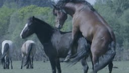 Mid shot of New Forest stallion mounting a mare. All ponies are owned...