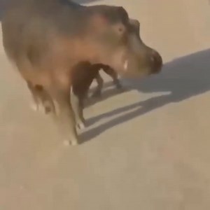 With cunningness, Hyenas had Hippo for dinner | Most Beautiful Nature Clicks