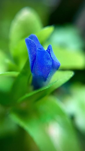 Bacopa Caroliniana blooming timelapse #timelapse #bacopacaroliniana #bacopaflowers #aquaticplant #plants #nature #love #flowers #theurbannemophilist #reels | The Urban Nemophilist