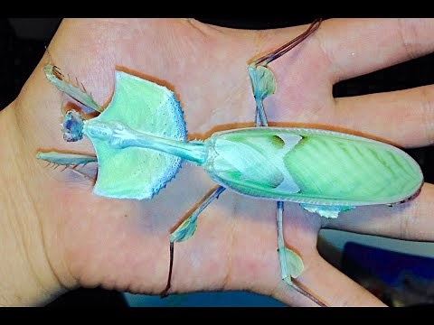 Handling a DEVIL'S FLOWER MANTIS! - (Idolomantis diabolica)