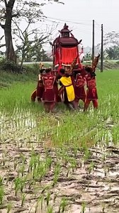 37K views · 96 reactions | Kiệu bay, nhưng là bay ngay 1 cánh đồng lúa của người ta | Hay Hay TV | Facebook