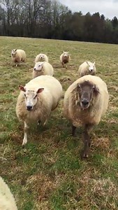 123 reactions · 7 comments | Over the last week Wynne has been struggling with all the mud, her wobbly legs have not coped very well and so we decided to move her to the barns for the next few weeks. She will be in the garden in the day and in the barn at night in a deep straw bed with Paul, Mac, George and Napoleon. She was very happy to walk with us across the field just like a faithful dog  ❤️ .... even with Eric, Donny and Co in hot persuit! | Dean Farm Trust | Facebook