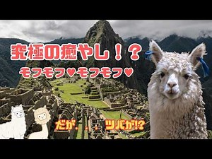 【アルパカ】アンデスの宝石 モフモフの生き物の正体は！？