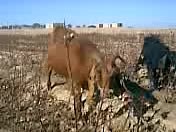 Goats Grazing in a Barren Field: A Natural Scene