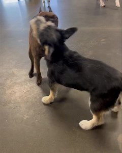 Finn escapes his cousin Ash n returns to Winnie... 🤭🤭🤭 #terriertussle Jaxx is quiet in the background cuz the chair marked wet spot next to him would be where #teenagedboy peed after working his belly band out of position from all his frolicking... 🫢🫢🫢 | Just Fur Kids Dog Daycare