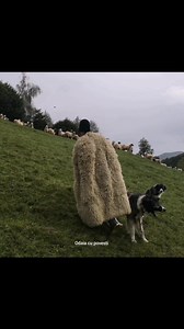 95K views · 2.4K reactions | Ciobănaș cu 300 de oi  | Odaia Cu Povesti | Facebook