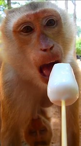 The first testing ice cream#cute #animals #babymonkey #nature #wildlife #monkey #babyshorts | Monkey Soo
