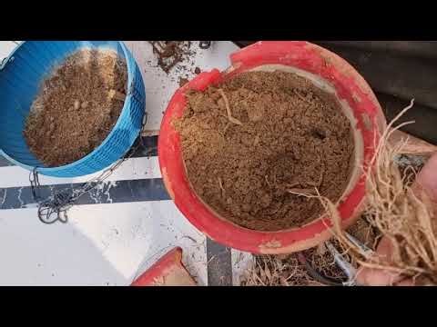 What is Root Pruning and why it is soo important in Gardening | Fun Gardening