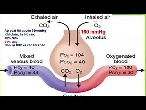 Arterial blood gas - Basic (SaO2, PaO2, SpO2, FiO2) - Thanh Trung